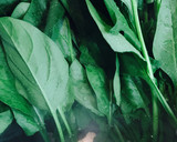 ほうれん草のごま和え作り方5写真