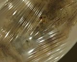 超簡単レンジで蒸し鶏作り方5写真