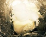 おいも家おからだけクッキー2作り方1写真