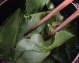 広島菜のゴマ和え作り方5写真