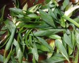 簡単・時短☆ みんな大好きカレーうどん作り方8写真