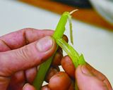 北海道料理 藤半の筍とふきの煮物作り方7写真