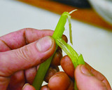 北海道料理 藤半の筍とふきの煮物作り方7写真