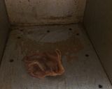 いつもの食パン☆卵あり【オーブン用】作り方17写真
