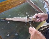 エソの味噌汁作り方1写真