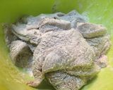 『トロふわ本格』我が家のレバニラ炒め作り方2写真