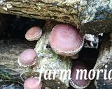 旨みたっぷりぃ♪シイタケの肉詰めフライ作り方12写真
