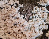 煮るのは嫌‼かぼちゃと鶏ミンチ炒め作り方2写真