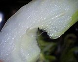 セロリと塩昆布作り方1写真
