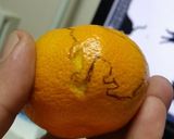 柿ウサギ(ﾉ´∀｀*)フルーツでもアート作り方15写真