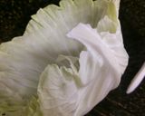 とろ～りチーズのロールキャベツ♪作り方4写真