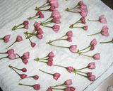 桜の花の塩漬け作り方2写真