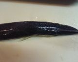 かますの塩焼き☆梨割り背開きで簡単★作り方3写真