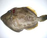 かわはぎの刺身を肝で食べてみよう！！作り方1写真