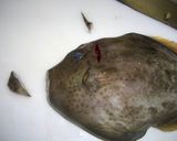 かわはぎの刺身を肝で食べてみよう！！作り方2写真