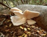 ウスヒラタケなど3種キノコのソース炒め作り方1写真