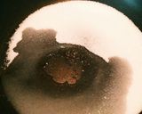 みんな大好き♡キャラメルバナナ胡桃ケーキ作り方3写真