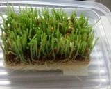 風邪予防★簡単★豆苗と豚肉炒め作り方4写真