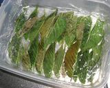 桜の葉の塩漬け作り方6写真