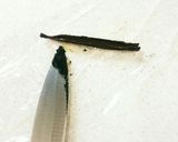 【共立て】ふわふわしっとりカップケーキ♡作り方1写真