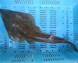 コモンサカタザメのフライ作り方1写真