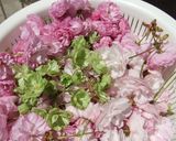 我が家の八重桜（関山）の塩漬け♪作り方16写真
