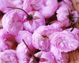 桜の花の塩漬け作り方1写真