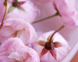 桜の花の塩漬け作り方2写真