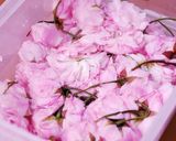 桜の花の塩漬け作り方3写真