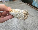 カキフライにおすすめ!牡蠣のむき方作り方1写真
