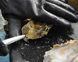 カキフライにおすすめ!牡蠣のむき方作り方4写真