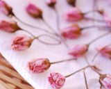 桜の花の塩漬け作り方6写真