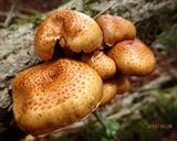 ヌメリスギタケモドキと大根白菜の味噌汁作り方1写真