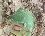 栄養満点♪アボカドのぬか漬け作り方3写真