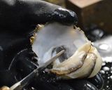 カキフライにおすすめ!牡蠣のむき方作り方11写真
