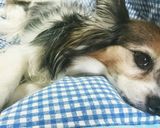 わんちゃんおやつささみジャーキー作り方9写真