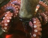 固くならないタコの茹で方作り方4写真