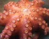 固くならないタコの茹で方作り方7写真