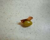 銀杏の殻剥き~食べるまで作り方4写真