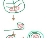 ロールキャベツ作り方5写真