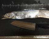 太刀魚のお刺身塩焼き一皿盛り(^^)！作り方2写真