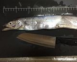 太刀魚づくしの海鮮混ぜごはん!(^^)!作り方2写真