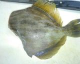 カワハギの薄皮の剥きかた作り方1写真