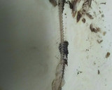 秋刀魚と舞茸のお鍋で炊き込みご飯。作り方7写真
