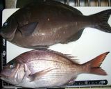 魚を捌こう！メジナ刺身編作り方1写真