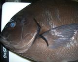 魚を捌こう！メジナ刺身編作り方2写真