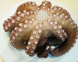 生タコの茹で方 楽々！下処理作り方9写真