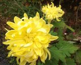 菊の花・まるごと天ぷら作り方2写真