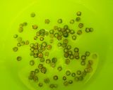 簡単！きんかんシロップ作り方1写真