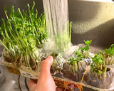 和美食　卵パックで水耕栽培　豆苗•三つ葉作り方4写真